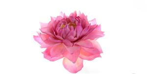 9X Hà Nội chinh phục thị trường bánh ngọt bằng hoa ăn được